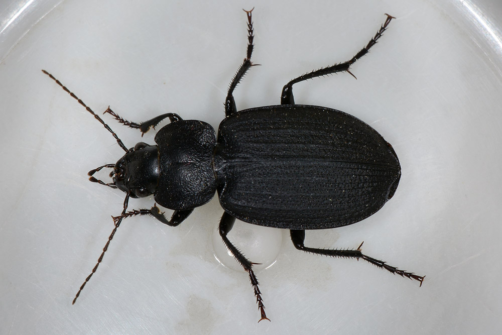 Licinus  silphoides